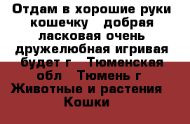 Отдам в хорошие руки кошечку , добрая ласковая,очень дружелюбная,игривая,будет г - Тюменская обл., Тюмень г. Животные и растения » Кошки   